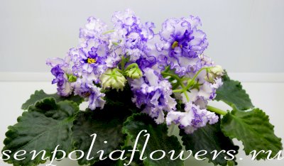 Фиалка ТФ-Северное Сияние ( Фурлетова Т) 2022г